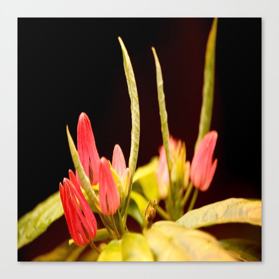 Exotic Colorful Flowers Canvas Print