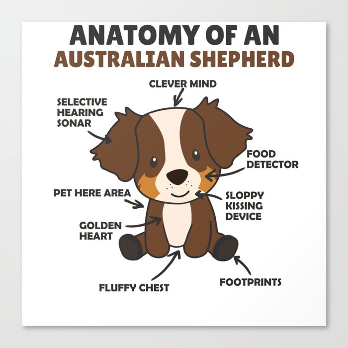 Anatomy Of An Australian Shepherd Sweet Dogs Canvas Print