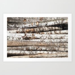striped birch trunks Art Print
