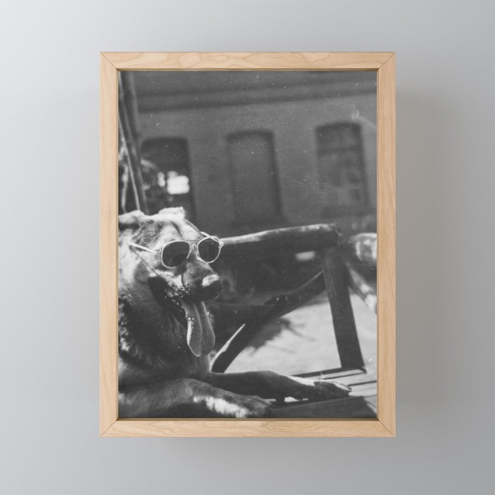 Joe Cool; funny German Shepherd in shades (sunglasses) dog canine black and white vintage photograph - photography - photographs simpleinsomnia CC02 Framed Mini Art Print