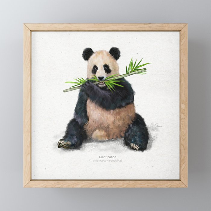 Giant panda scientific illustration art print Framed Mini Art Print