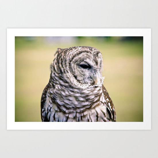 Shy Barred Owl Art Print