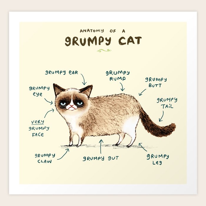 Anatomy of a Grumpy Kitty Art Print by Sophie Corrigan