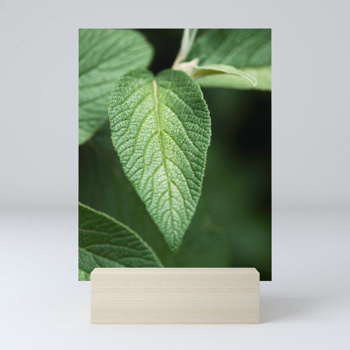 Textured Sage Leaf Mini Art Print