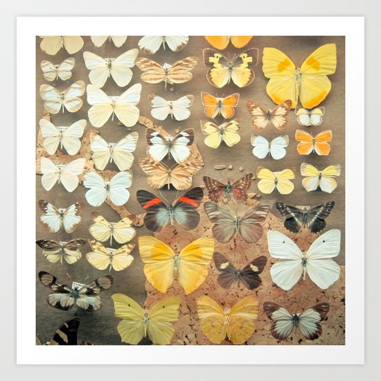 The Butterfly Collection I Art Print