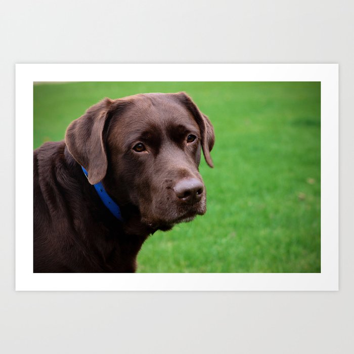Chocolate lab collar sales