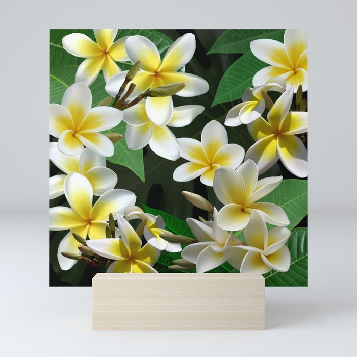 Plumeria Flowers Mini Art Print