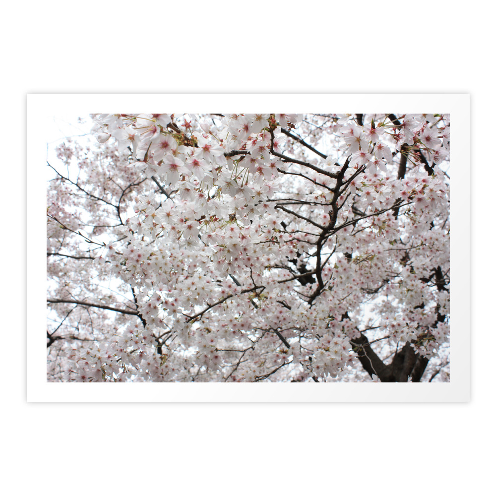 White Sakura in Kyoto, Japan Art Print by cecelemon