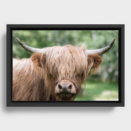 Scottish Highland Cattle – Animal Portrait Photography Framed Canvas