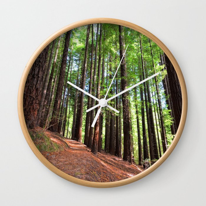 Sequoias in Cabezon de la Sal, Spain. Wall Clock