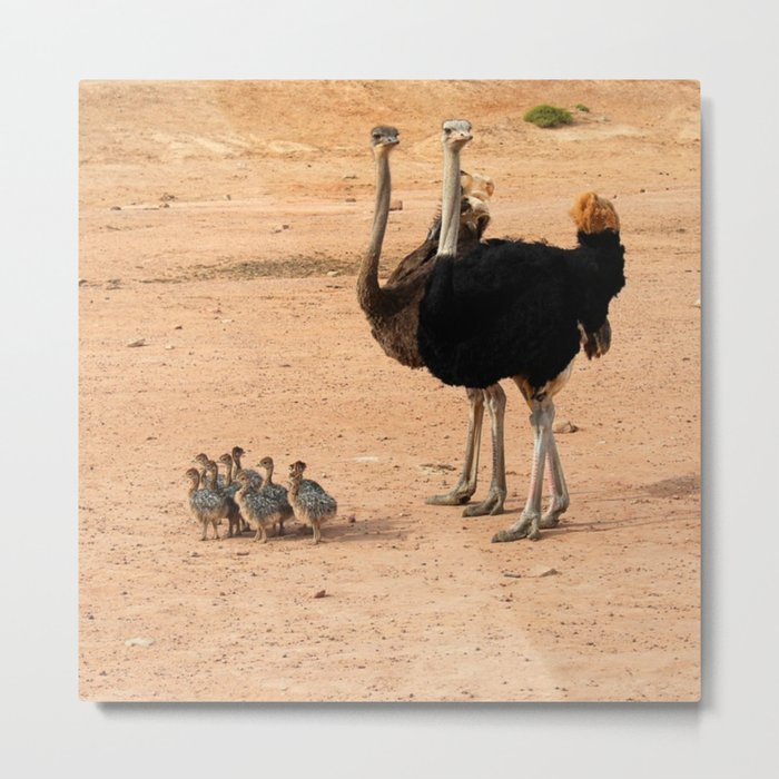 South Africa Photography - Ostrich Parents With Their Children Metal Print