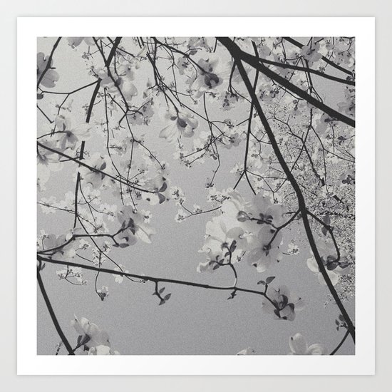 Dogwood 2 Art Print
