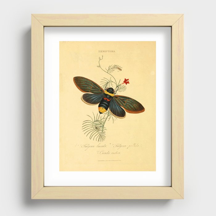Cicada by Edward Donovan, 1800 (benefitting The Nature Conservancy) Recessed Framed Print