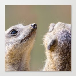 South Africa Photography - Two Cute Meerkats Canvas Print