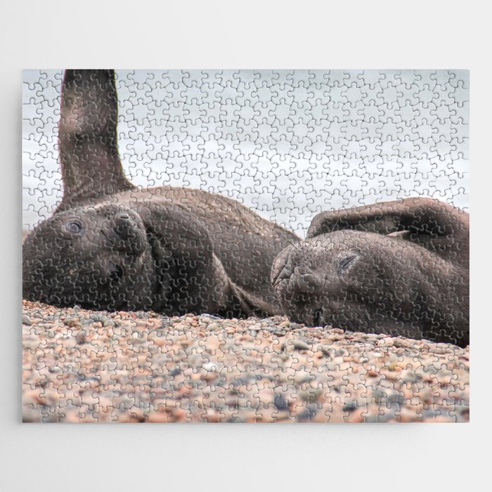 Argentina Photography - Southern Elephant Seals Laying On The Beach Jigsaw Puzzle