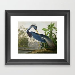 John James Audubon Louisiana Heron Painting Framed Art Print
