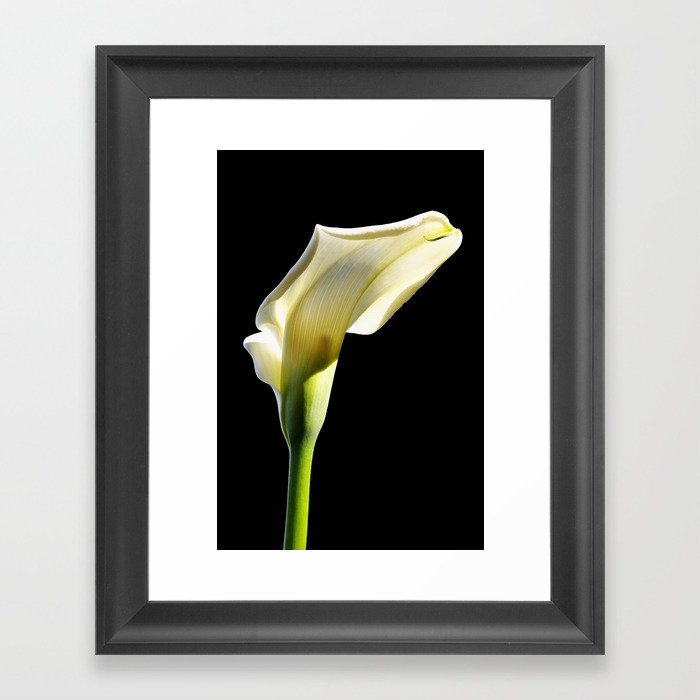 toplit sunny calla lily Framed Art Print