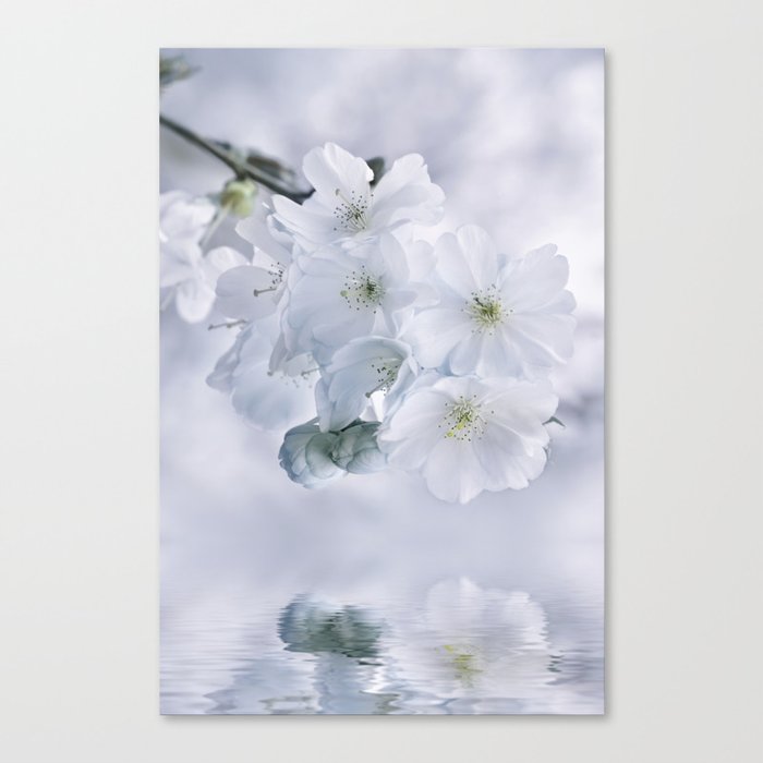 Cherry Blossoms White 0208 Canvas Print
