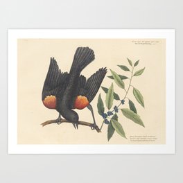 The Red-Winged Starling Vintage Bird Print by Mark Catesby, 18th Century Art Print