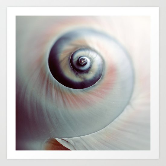 Seashell Art Print
