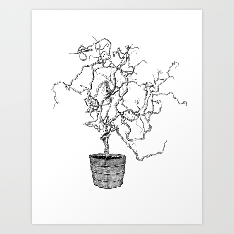 Corkscrew Hazel Tree Art Print By Jitterbugartstudio Society6