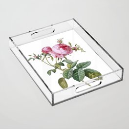 Vintage Pink Cabbage Rose de Mai Botanical Illustration on Pure White Acrylic Tray