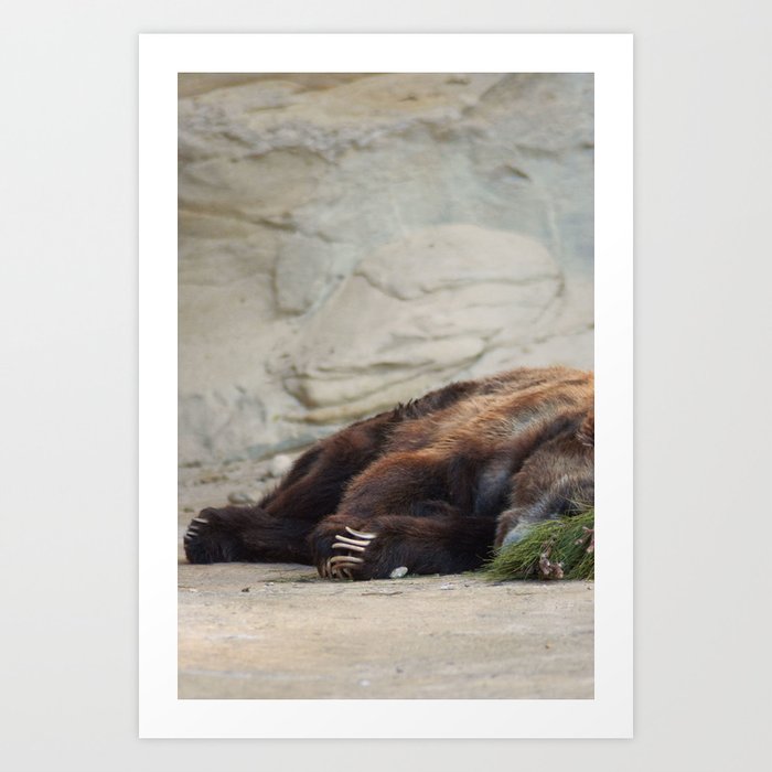 Grizzly Bear, San Antonio Zoo Art Print