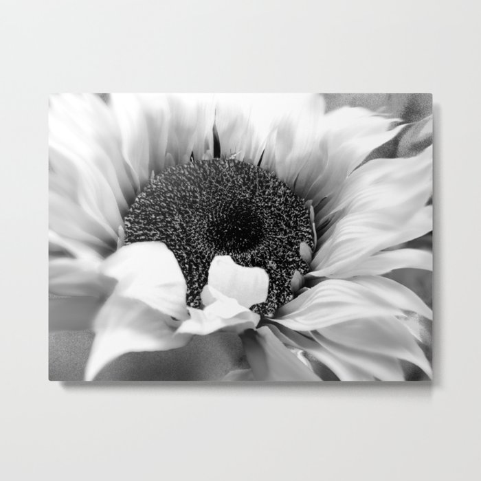 Black & White Sunflower Modern Cottage Chic Modern Farmhouse Art A486 Metal Print