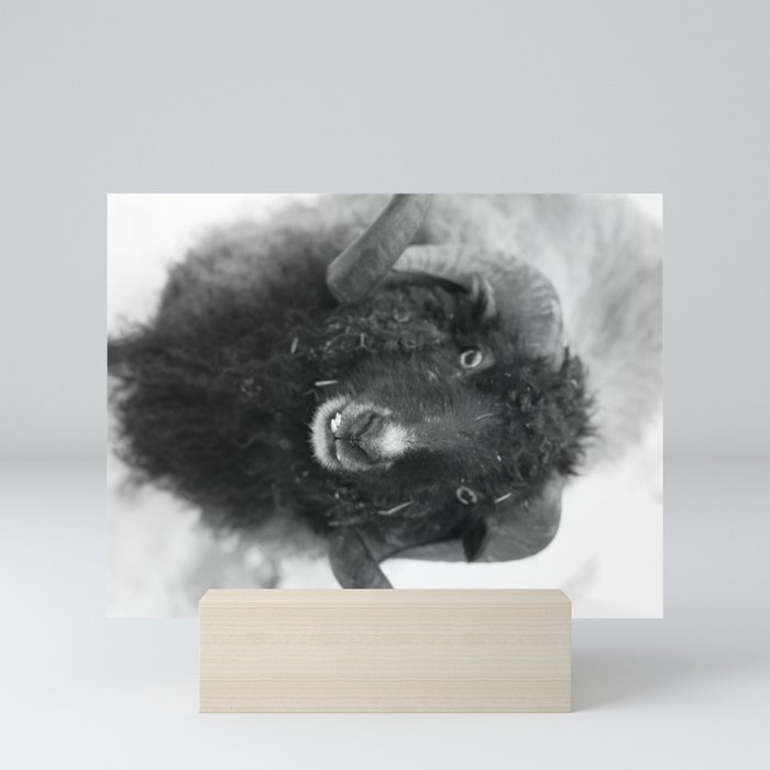 The black sheep, black and white photography Mini Art Print