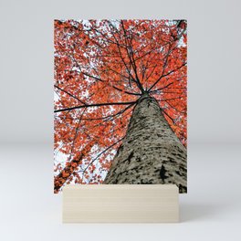 Autumn Maple Nature Photography | Botanical | Tree Art Print Art Print Mini Art Print