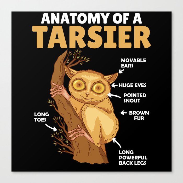 Cute Tarsier Anatomy Of A Tarsier Explanation Canvas Print