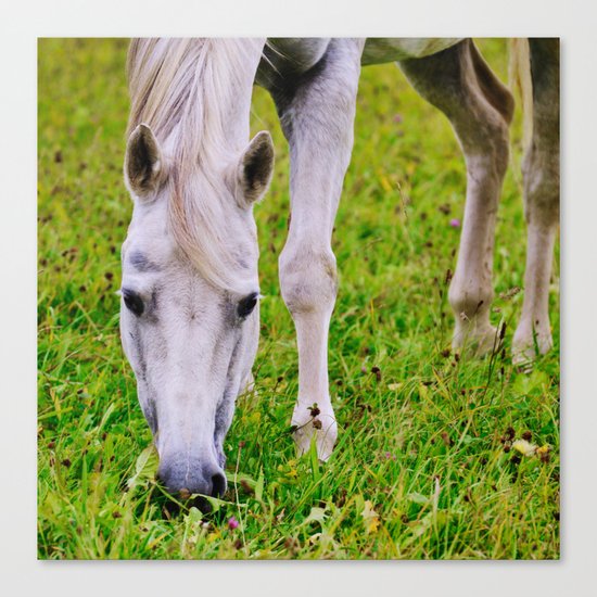 White horse on green meadow Canvas Print