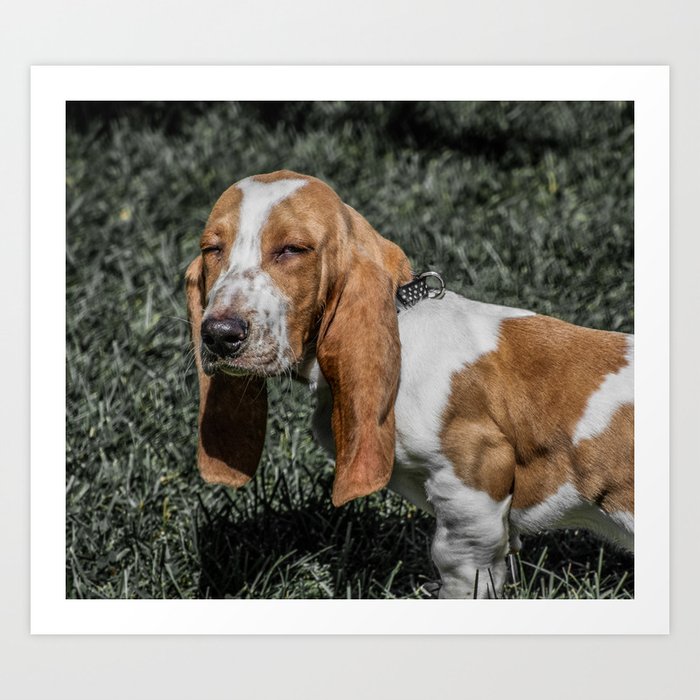 Basset hound puppies for sale trading post sales