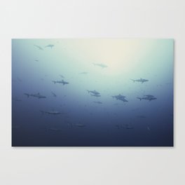 Sharks 210301-9C1A5805 Canvas Print