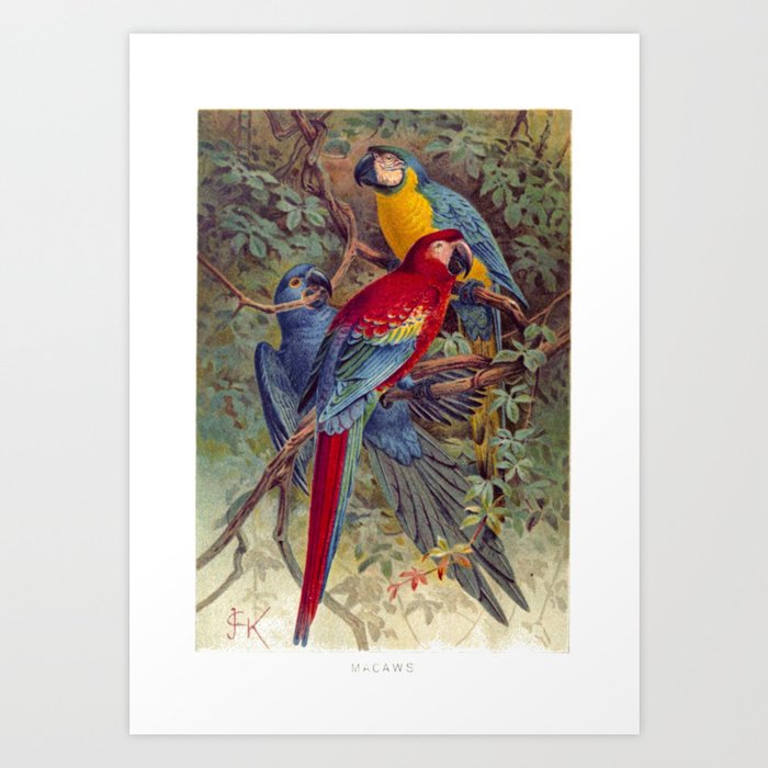 Vintage Macaws Art Print