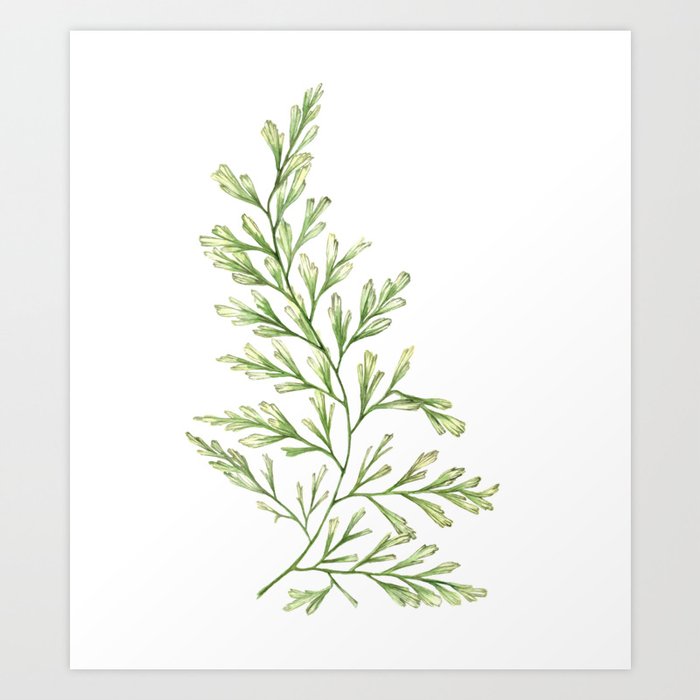 Fern Leaf Watercolor Painting Art Print By Jennipirmann Society6