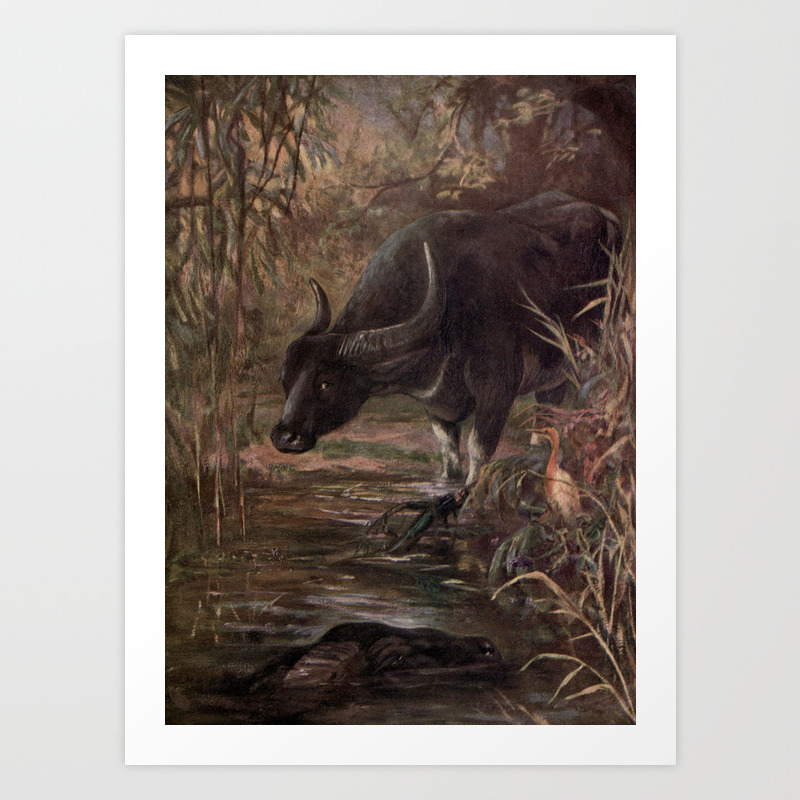 Vintage Water Buffalo Painting 1909 Art Print By Bravuramedia