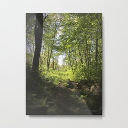 Woodland Clearing - Roosevelt Forest Metal Print