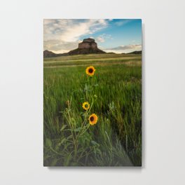 Sunflowers on the Western Prairie - Flowers and Landscape Near Scottsbluff Nebraska Metal Print
