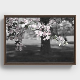 Crab Apple in Pink Framed Canvas