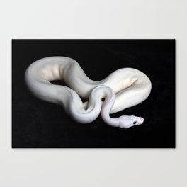 white snake Canvas Print