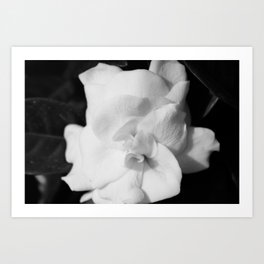 B & W gardenia bloom Art Print