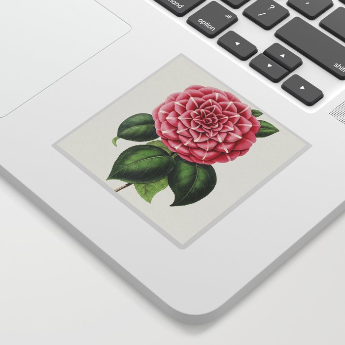 Hand Drawn Red Camellia Sticker