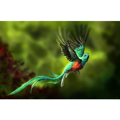 Resplendent Quetzal Art By Alandodrawing Society6