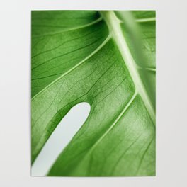Monstera leaf | Monstera on white | Plant art print | Botanical art print | Minimal Poster