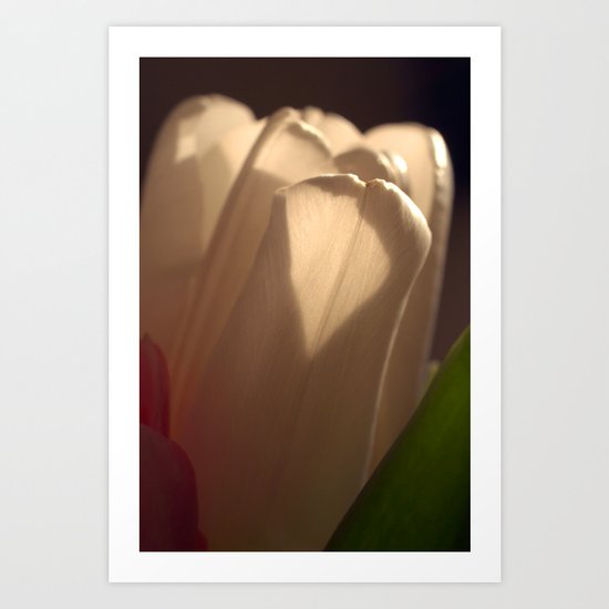 White Tulip Profile Art Print