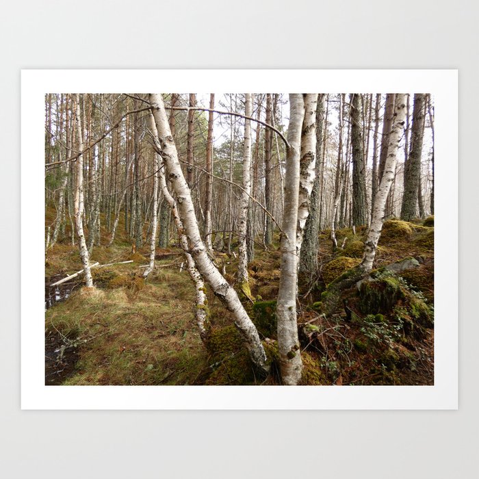 Birch and Pine Trees Growing Together in a Scottish Highlands Forest   Art Print