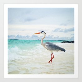 Love2Snap Instagram pic Bird Maldives Art Print