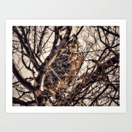 GHO Art Print | Owl, Greathorned, Digital, Birdsofprey, Color, Photo 