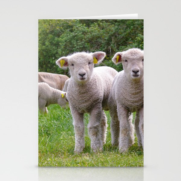 Two Cute Little Lambs Standing Next Stationery Cards